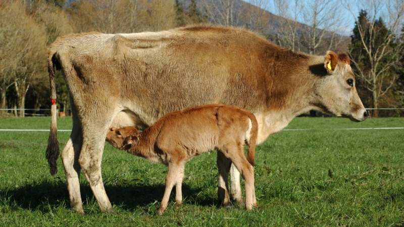 ‘Liquid Gold’: Bovine Colostrum Is TikTok’s Latest Supplement Trend. Does It Work?