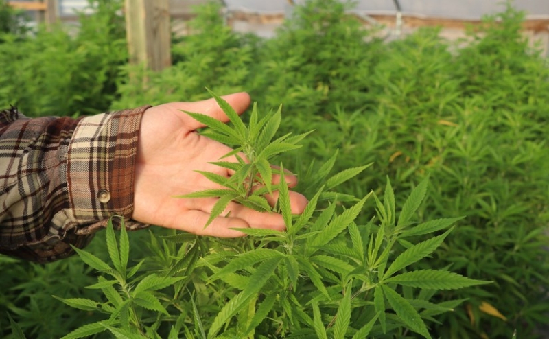 Holy Hemp: New Jersey Court Partially Invalidates Hemp Law